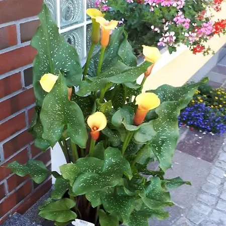 Gæstehus Haus Kloibhofer 3*